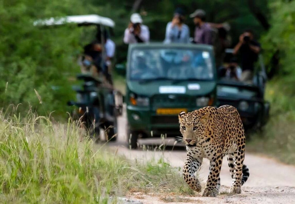 
"Experience the thrill of a wildlife safari in Jaipur, exploring vibrant flora and majestic fauna."